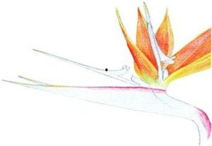 天堂鸟漫画,探寻奇幻世界的奇幻之旅